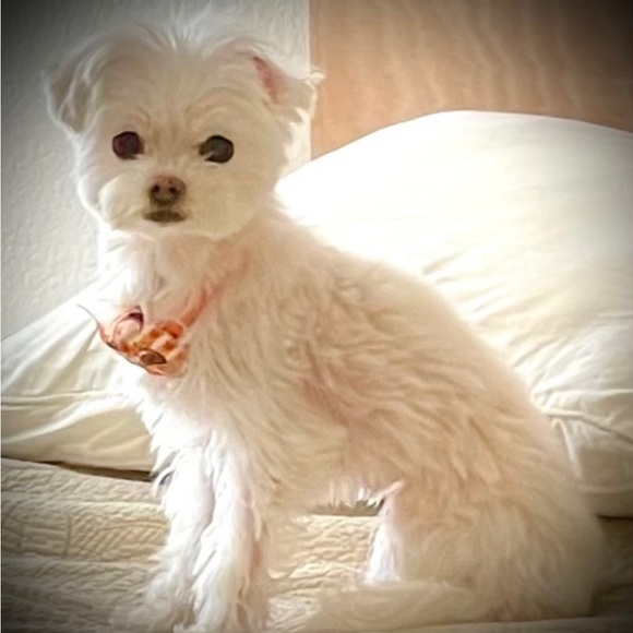 Meet your Ambassador Posher, Sherry🌸 - Picture 1 of 2